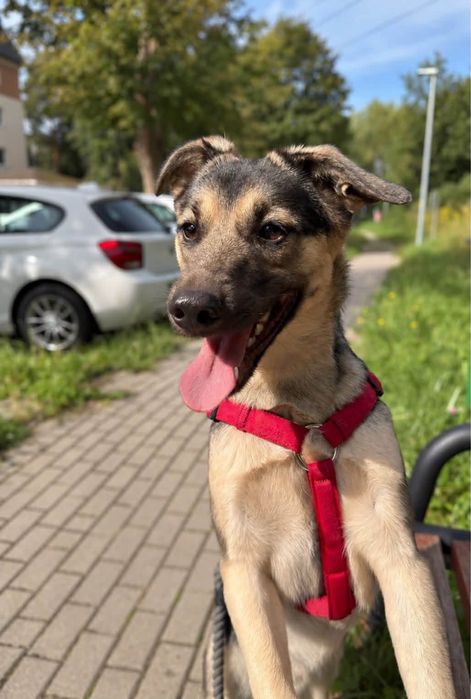 Uroczy piesek Oreo szuka domku