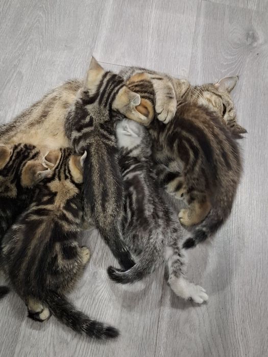 Шотландскі кошенятка