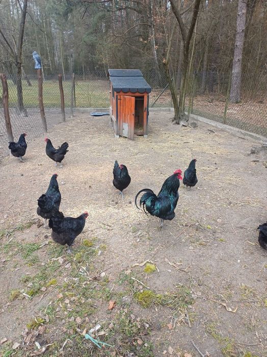 Jaja lęgowe austrolop  przepiórka perliczka