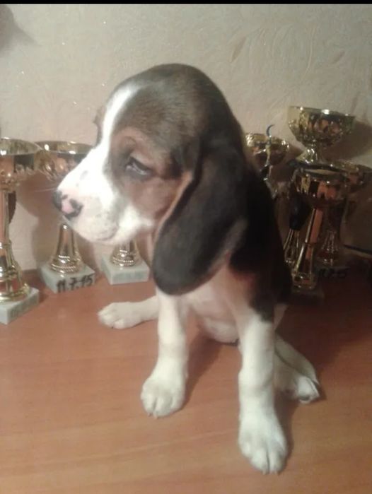 Продам щенков бигля