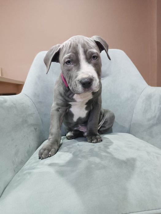 Psiak American Staffordshire Terrier