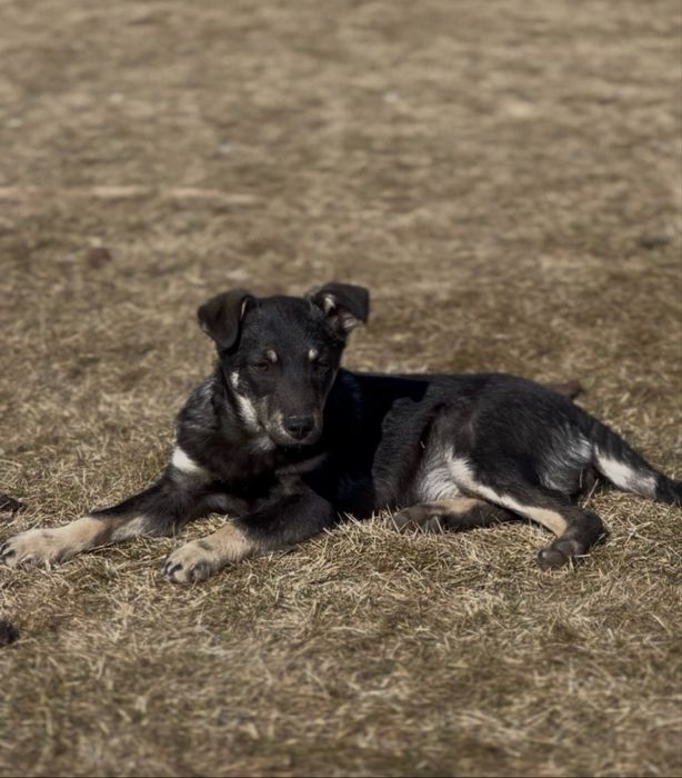 Цуценя боня шукає будинок