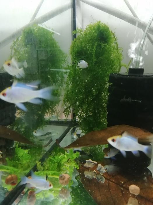 Ramireza electric blue