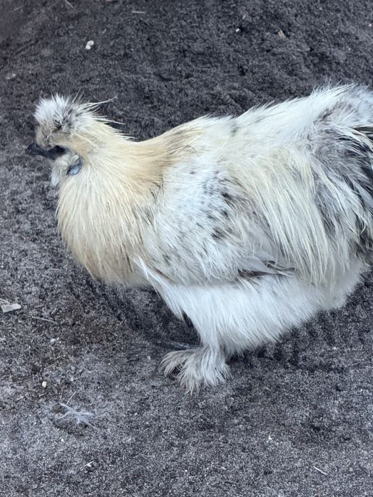 Sedosos machos disponiveis