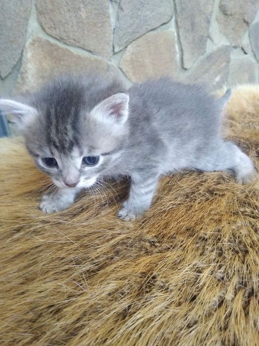 Гарненькі кошенята. Віддам даром