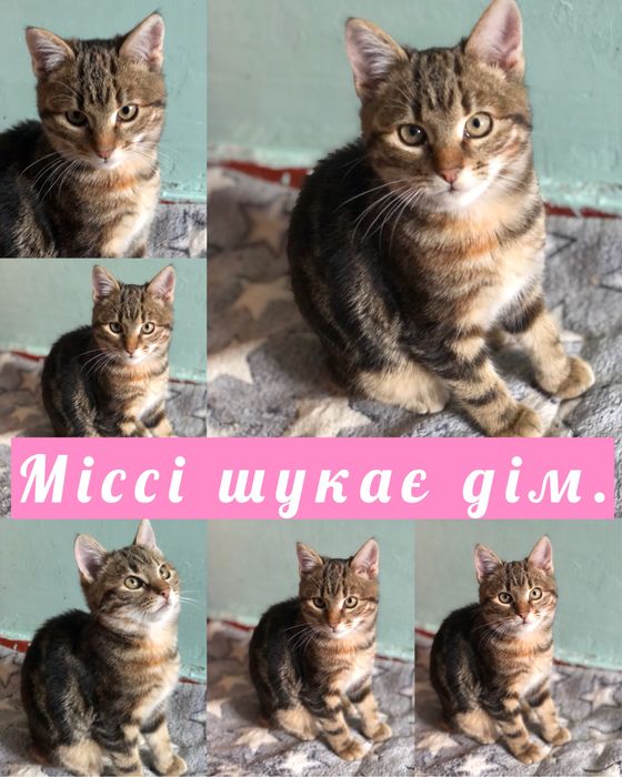 Котики і цуценя шукають дім