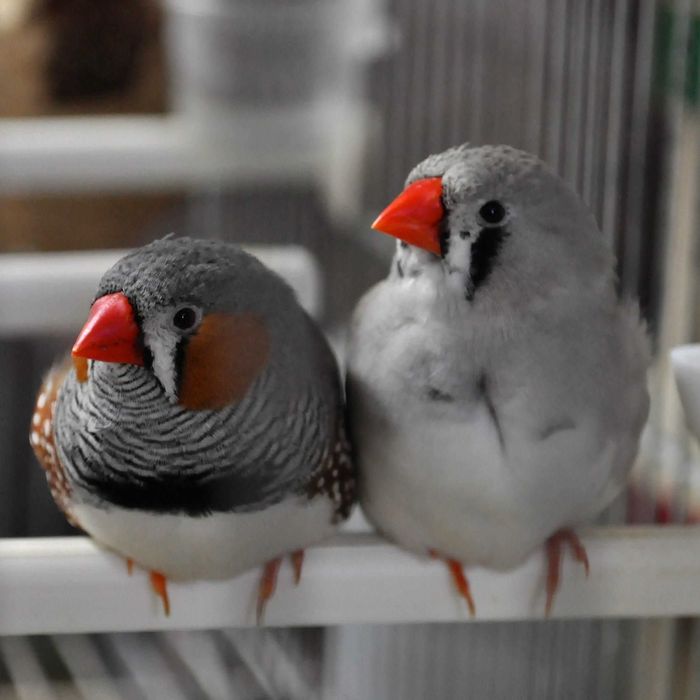 3 machos e 2 femias mandarins