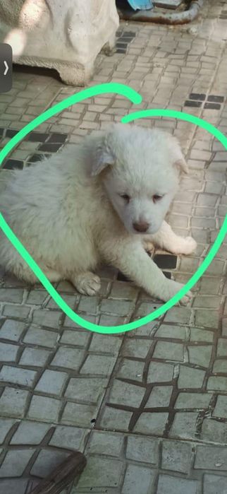 Cachorro branco de olhos verdes