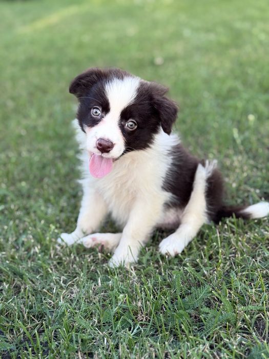 Szczeniaczek  Śliczna Suczka Border Collie Czekoladka