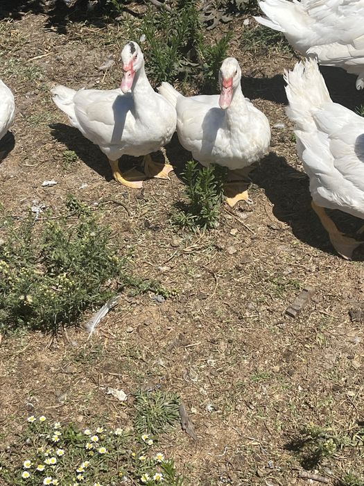Patos mudos para venda