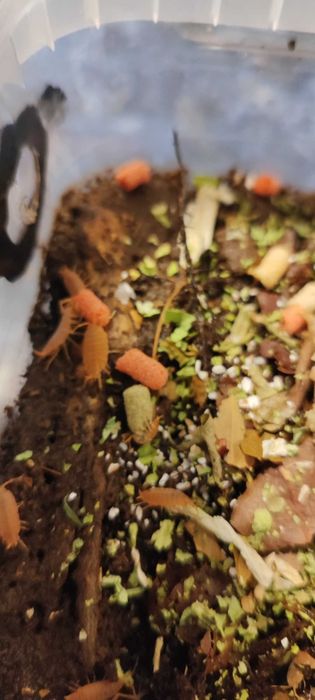 Isopody Porcellionides pruinosus powder orange - 15 szt.