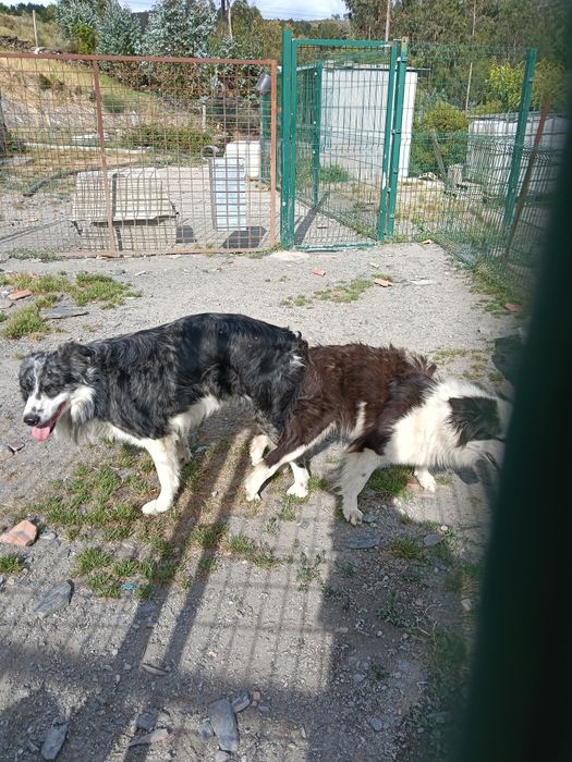 Borderô collie cachorro
