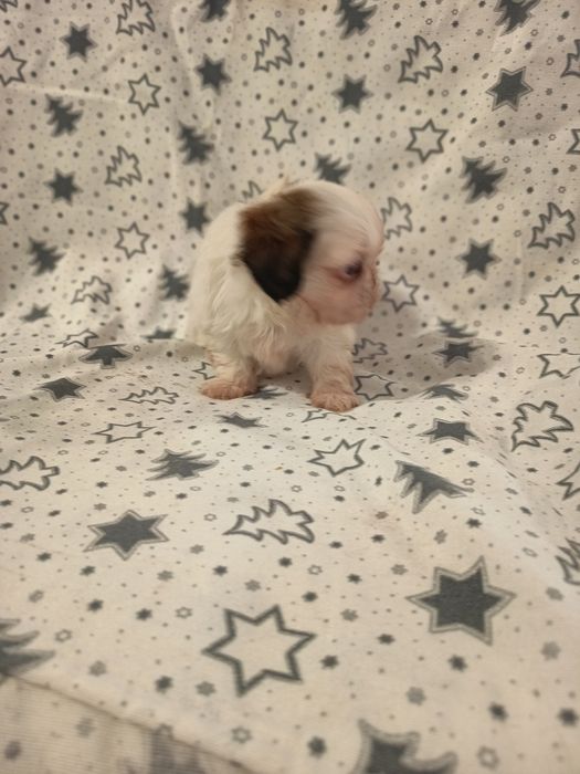 Shih-tzu fêmea lindíssima, vacinada e desparasitada
