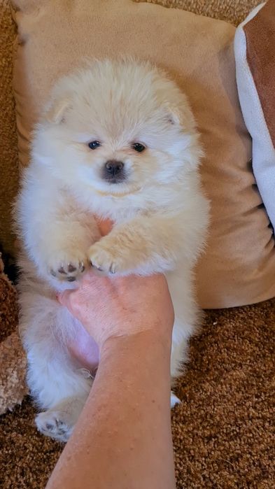 Малыши Шпицы Померанские