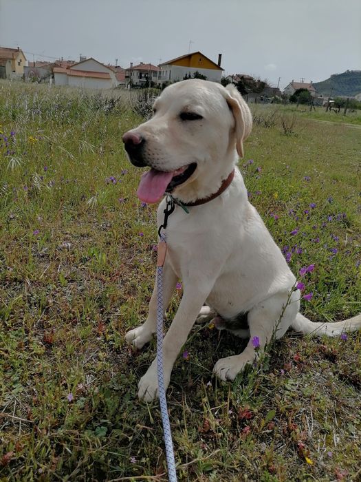 Adopção Responsável - Retriever Labrador