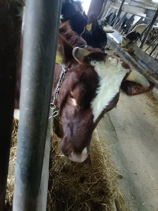 Sprzedam jałówki wyskocielne