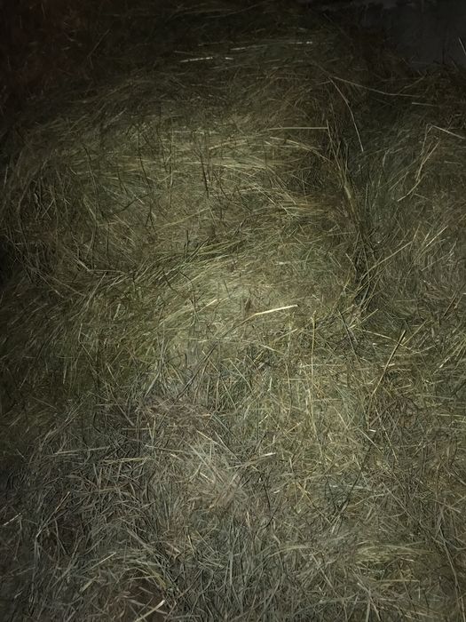 Sprzedam siano ze zbioru 2025