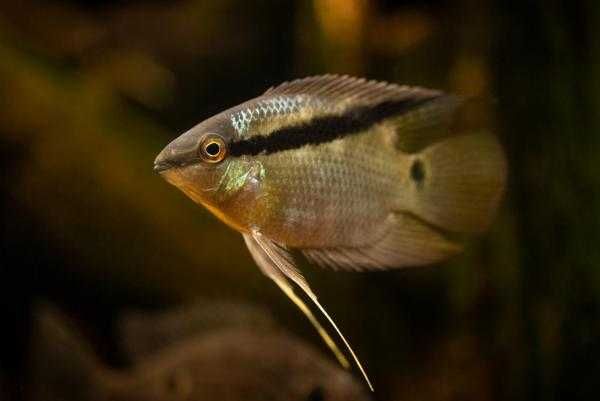 Mesonauta Mirificus Pielęgnica Skośnopręga Peru - najmniejszy gatunek