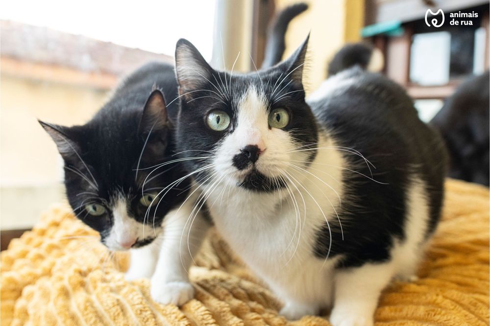 Milka | Para Adoção