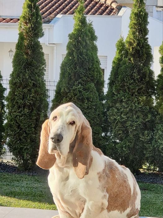 Cão para adoção responsável