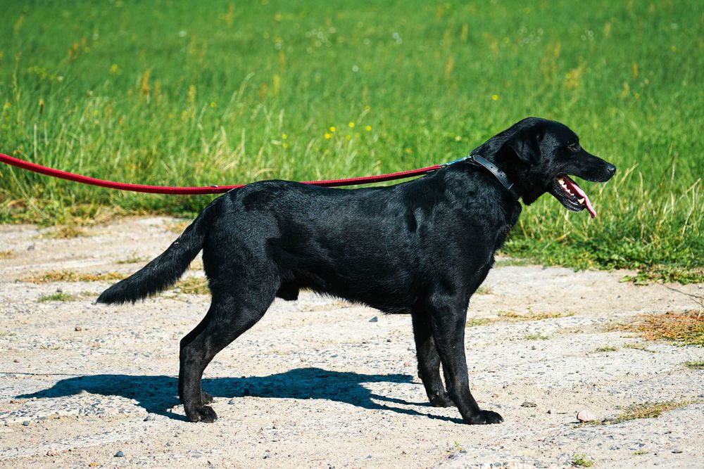 NEMO - świetny psiak w typie labrador