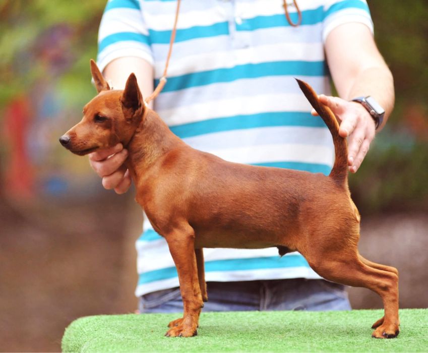 Мальчик цвергпинчер