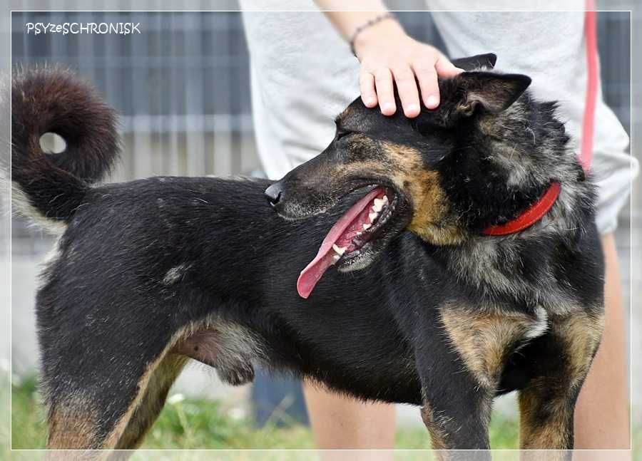 Kochany Fido szuka domu