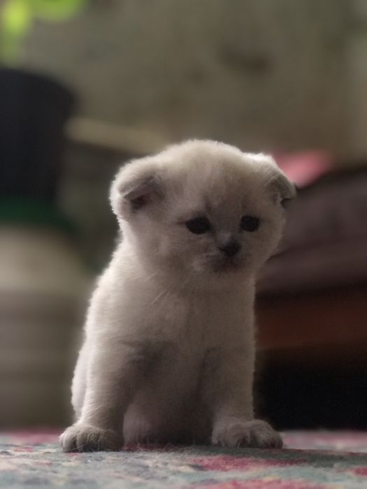 Шотландський блюпоинд вязка