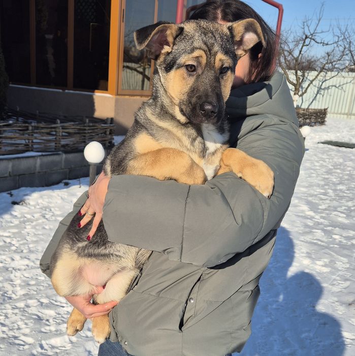 Розумні собаки шукають домівки! Терміново!