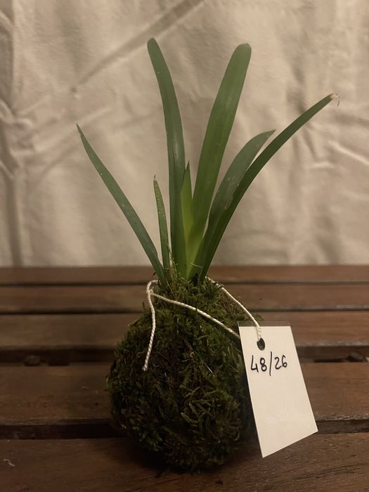 Kokadamas plantas naturais