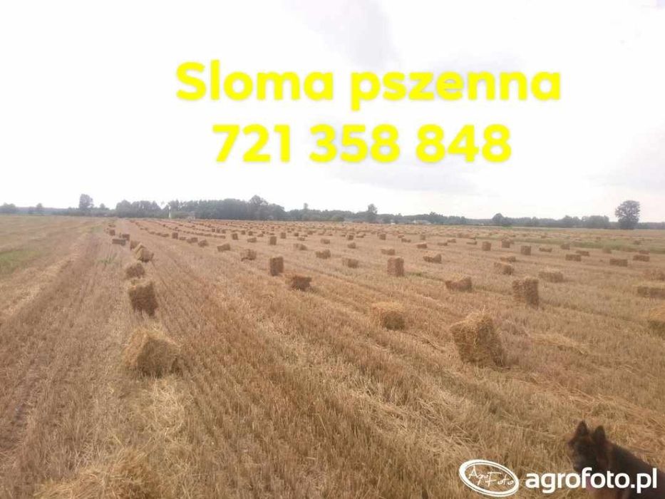 Sprzedam słomę tegoroczna