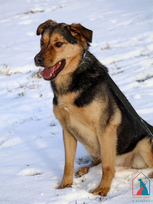 Otis 15/23 - SZUKA DOMU!