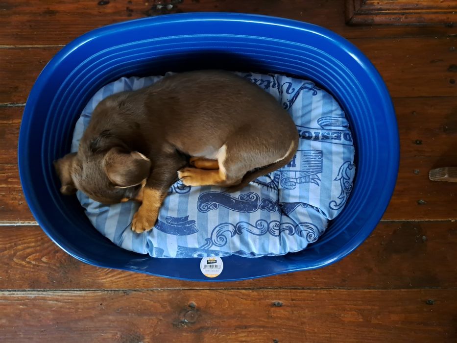 Пластиковий лежак для собак Siesta Deluxe Fеrplast, Сіеста Делюкс 2,4,