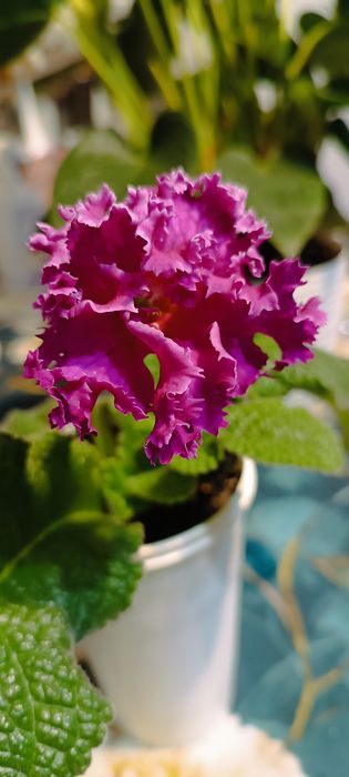 Skrętnik streptocarpus kwitnąćy  Dem-Korall