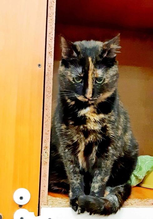 Ласковое счастье кошечка Плямка