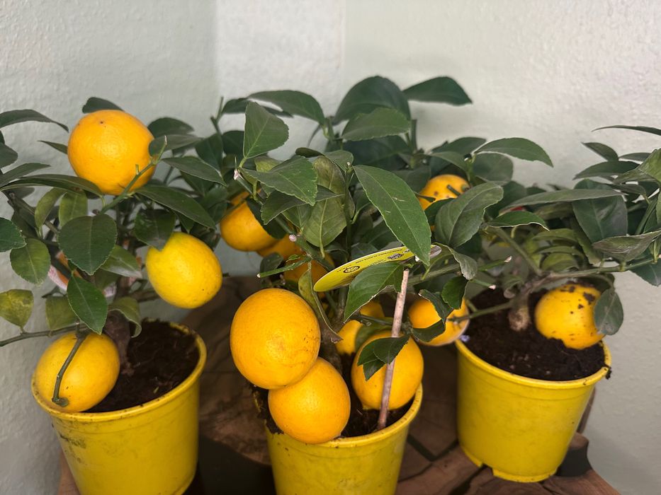 Фікуси, лимон, пілея, хлорофітум, очисток Бурріто