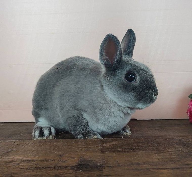 Ексклюзивный плюшевый гопоаллергеный кролик! Питомник из европы!