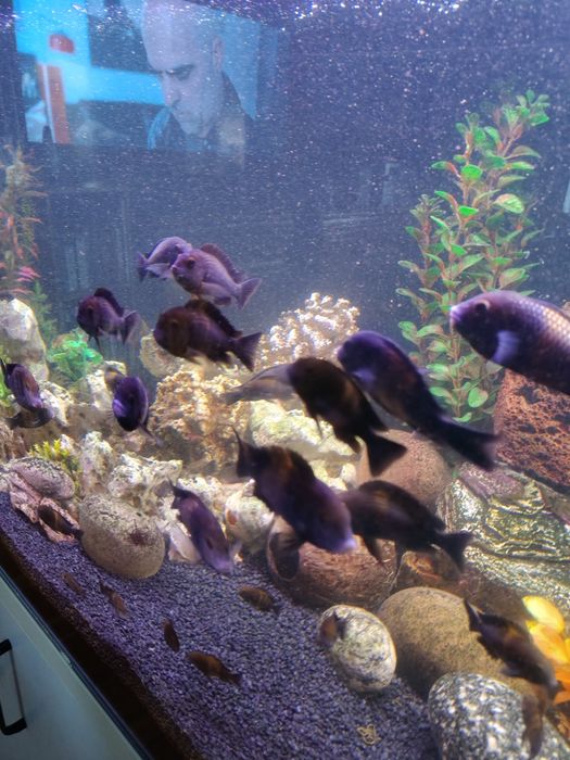 Ryby Trofeusy sprzedam