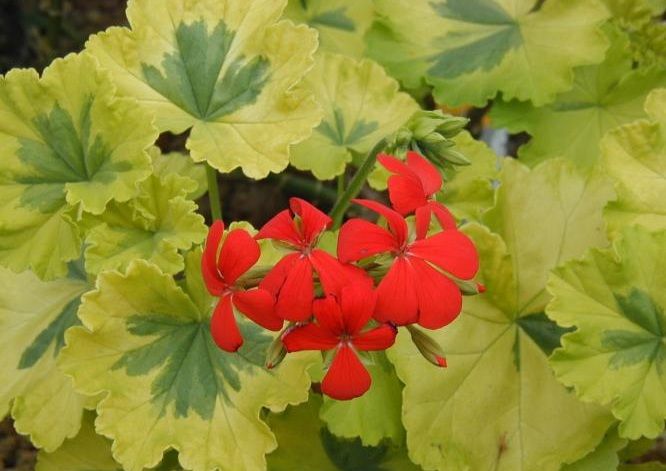 Пеларгонии сортовые