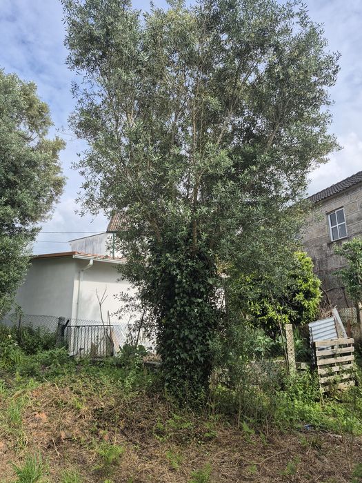 3 oliveiras Centenárias