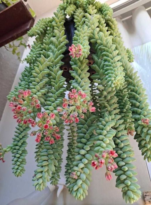 Planta natural, suculenta pendente, Rabo de burro ou Dedo de moça