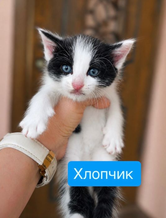 Кошенята шукають дім