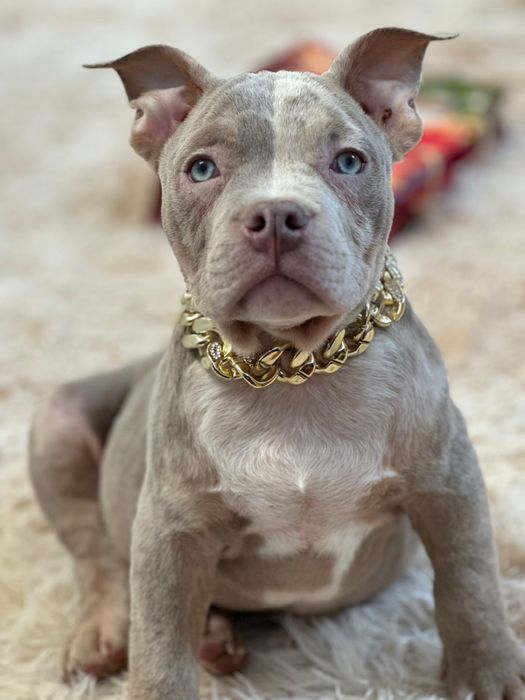 Американський буллі