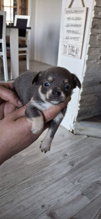 Chihuahua piesek