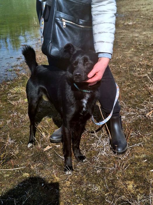 Samiec Onyx szuka domu !!