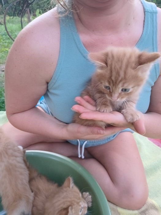 Руді кошенята на щастя, котеня