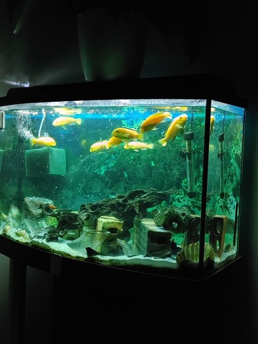 Sprzedam akwarium ze wszystkim