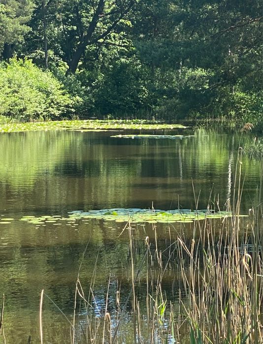 Działka ze stawami koło Grodziska Mazowieckiego - Widok 3