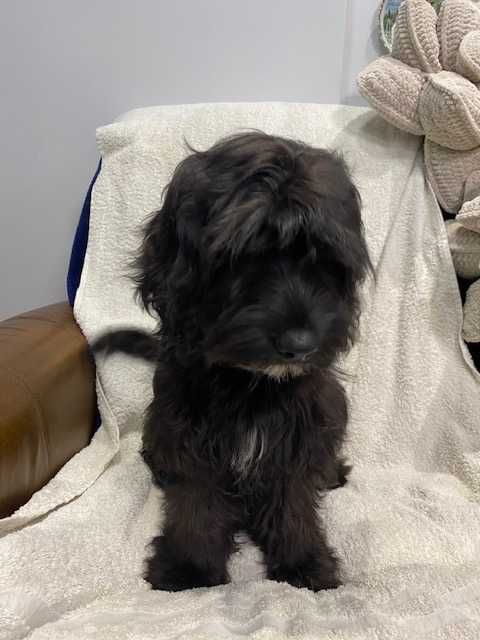 sprzedam pięknego cockapoo