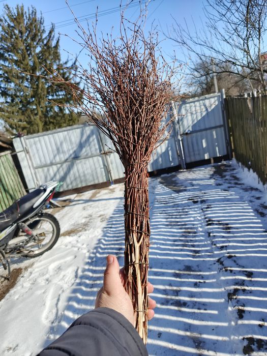 Віник березовий, мітла